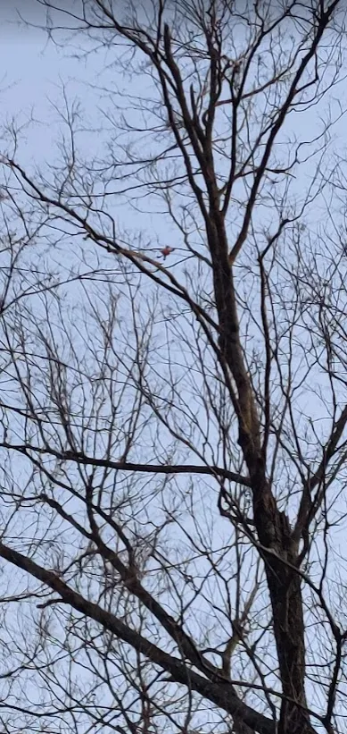 Drone stuck in tree